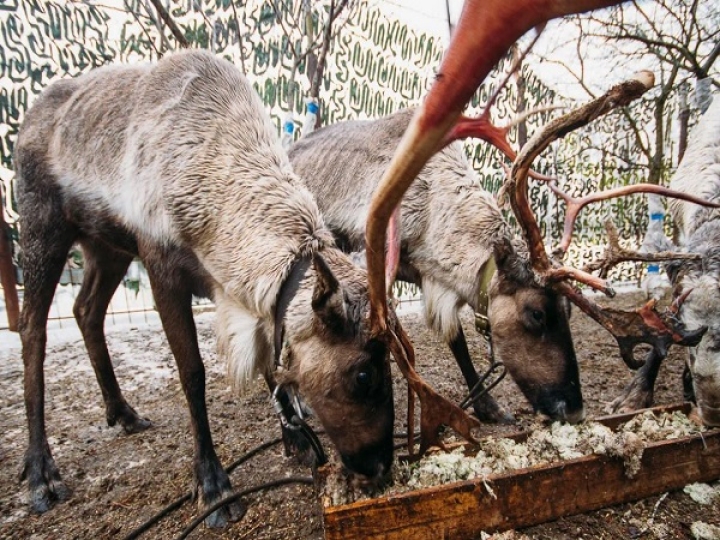 "Вот ты какой, Северный олень!"