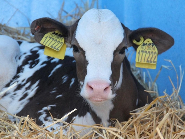 "Ферма “Веселая корова””