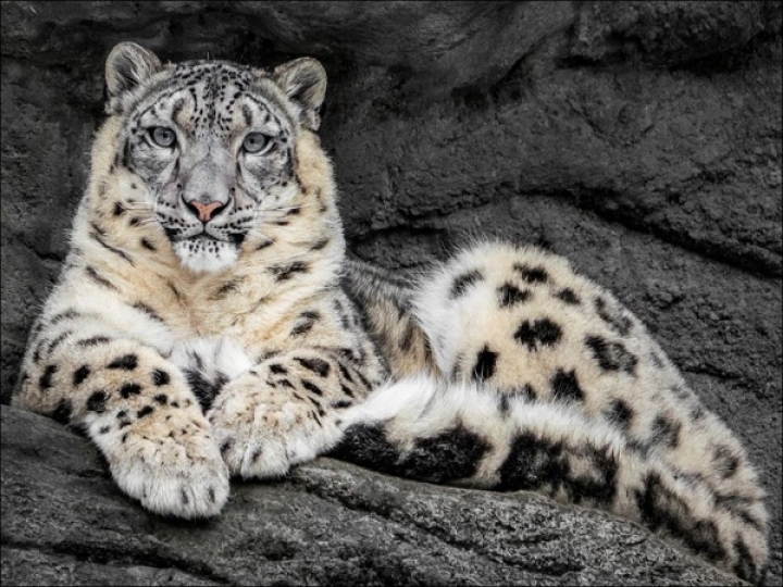 25 апреля 2026 "Звонкое путешествие по «Звериному ковчегу»  и Звенигороду"